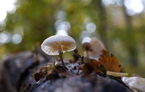 Conny Bindraban - Clubuitje Heiloerbos - 2